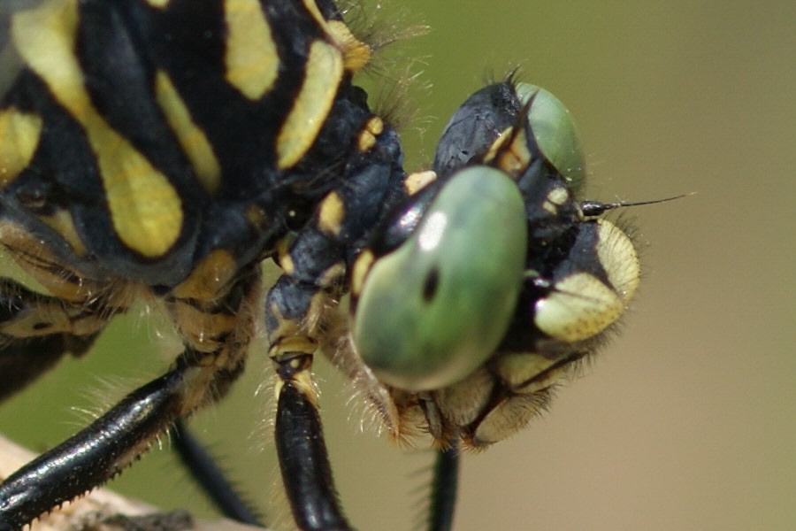 Kleine Zangenlibelle ausschnitt