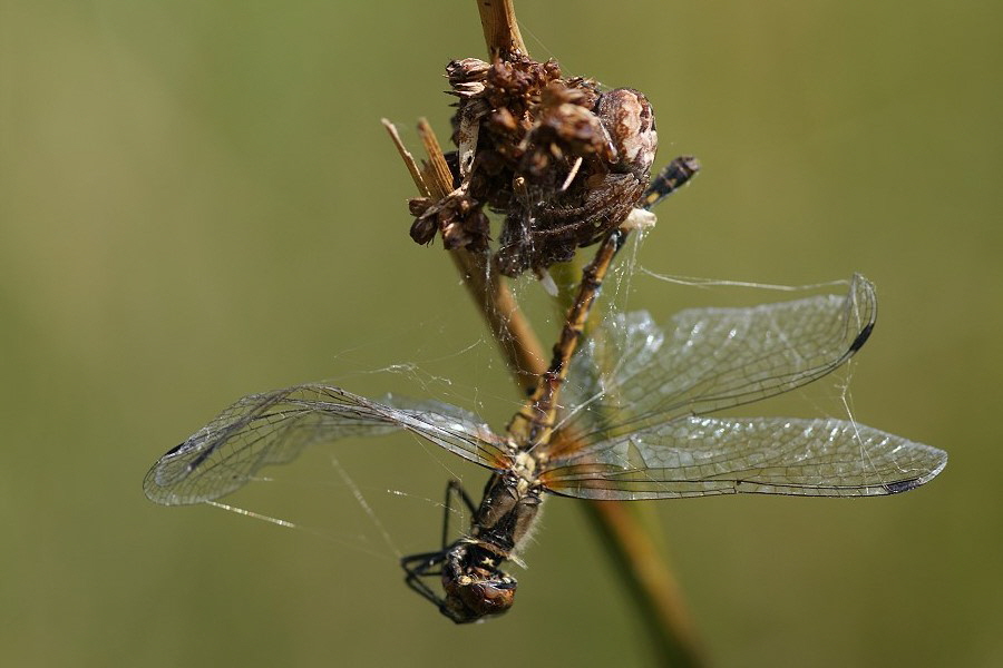 5Schwarze_Heidelibelle-Kreuzspinne-DSC04442[1]